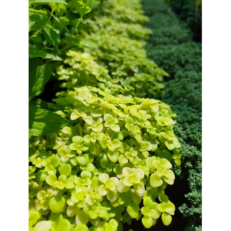Sedum makinoi 'Ogon'