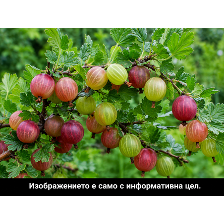 Ribes uva-crispa (Цариградско грозде)