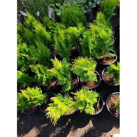 Thuja orientalis ‘Aurea Nana’ (Туя Ауреа Нана)