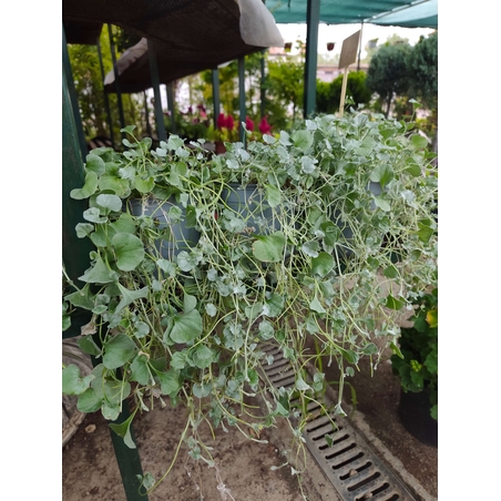 Dichondra (Дихондра)