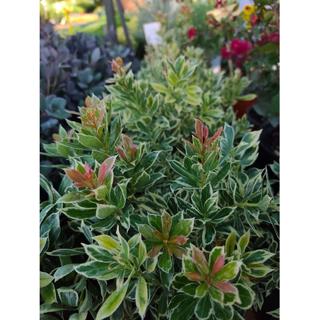 Pieris japonica ‘Little Frosty’
