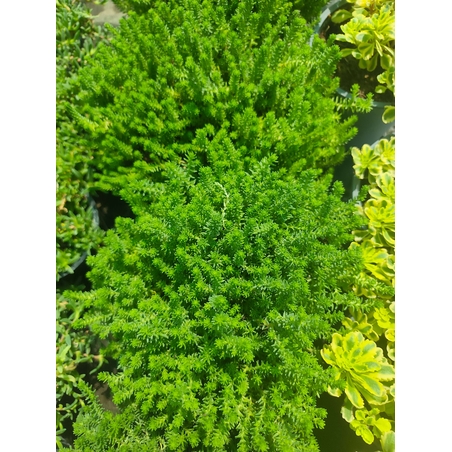 Sedum sexangulare (Шестореден седум)