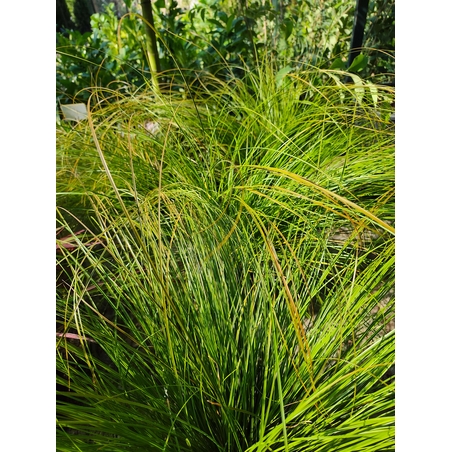 Carex testacea ‘Prairie Fire’