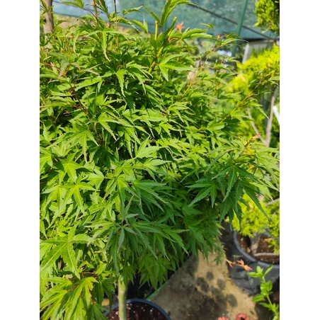 Acer palmatum 'Wilson's Pink Dwarf'