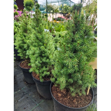 Picea glauca Conica