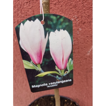Magnolia soulangeana Amabilis