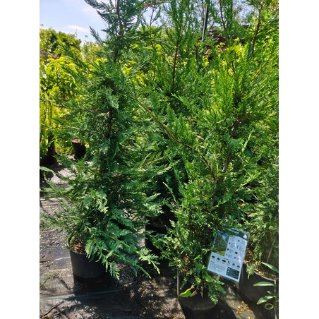 Cuprocyparis leylandii (Лейландски кипарис)