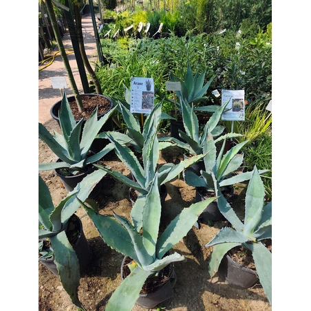 Agave (Агаве)