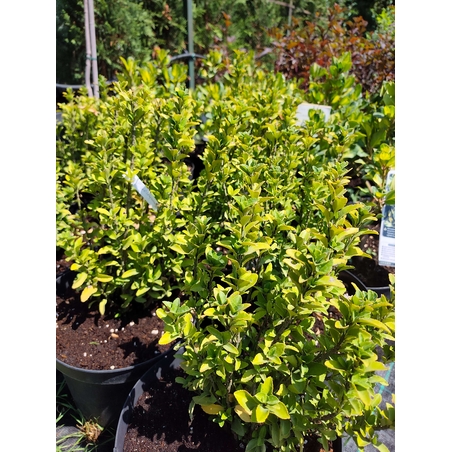 Euonymus japonicus (Японски чашкодрян)
