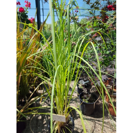 Cortaderia selloana (Пампаска трева)