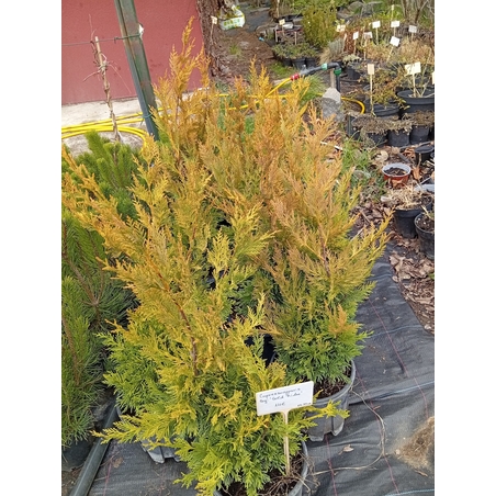 Cupressocyparis leylandii Gold rider