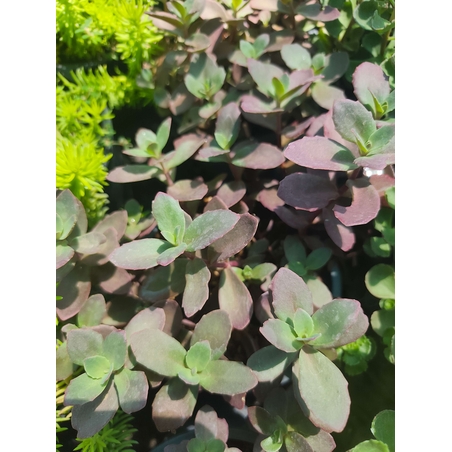 Sedum 'Firecracker'