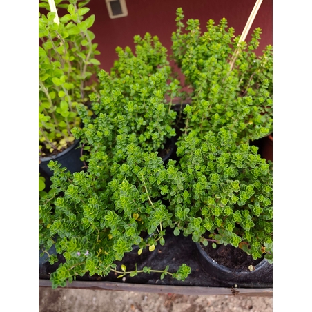 Thymus vulgaris ( мащерка )