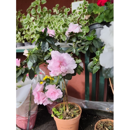 Rhododendron simsii – щамбова форма (Стайна азалия – мини дръвче)