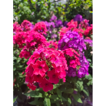 Phlox paniculata (Градински флокс)