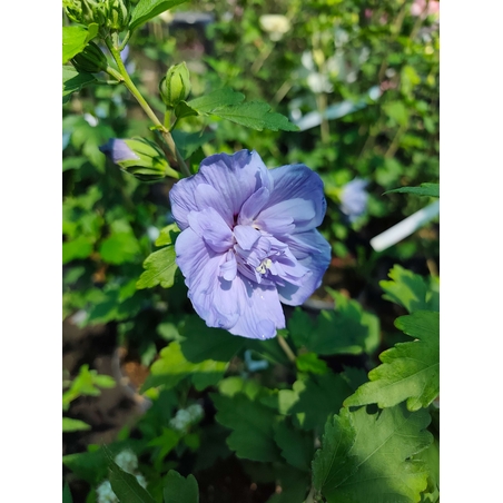 Hibiscus syriacus (Градински хибискус)