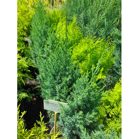 Juniperus chinensis 'Stricta'