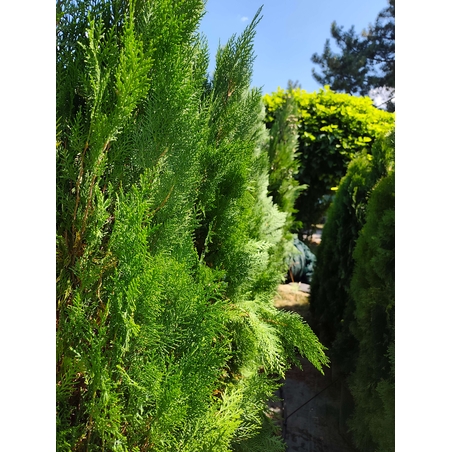 Thuja orientalis 'Pyramidalis' (Източна туя 'Pyramidalis')