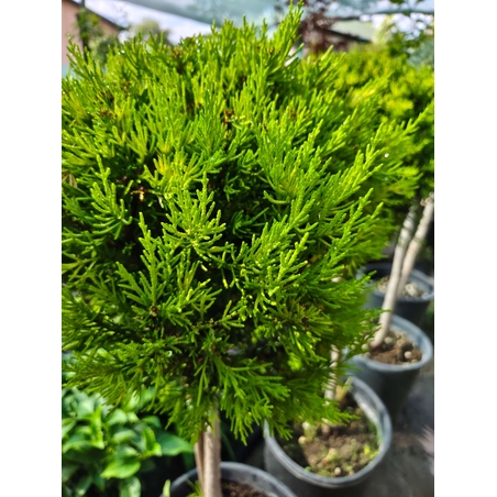 Топиар cupressocyparis gold crest, 1 топка