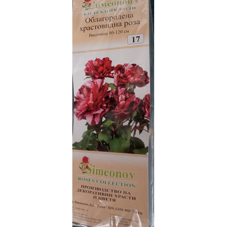 Храстовидна роза на гол корен