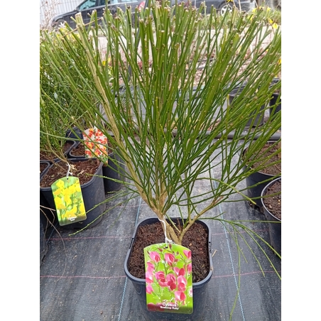 Cytisus Boskoop Ruby