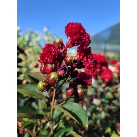 Lagerstroemia indica ‘Red Magic’ – на присадка