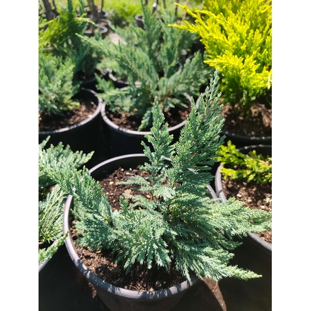 Juniperus horizontalis 'Prince of Wales'