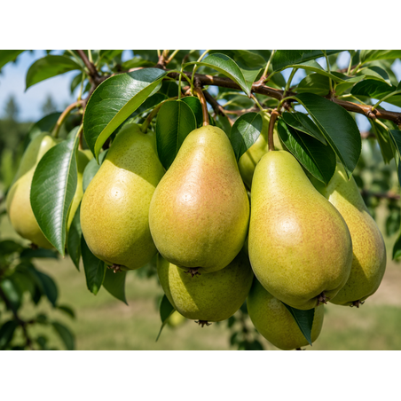 Pyrus communis 'Williams' Bon Chrétien' (Круша 'Вилямова масловка')
