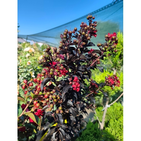 Lagerstroemia indica ‘Double Dynamite’ – на присадка