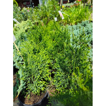 Thuja occidentalis 'Smaragd' (Туя Смарагд)