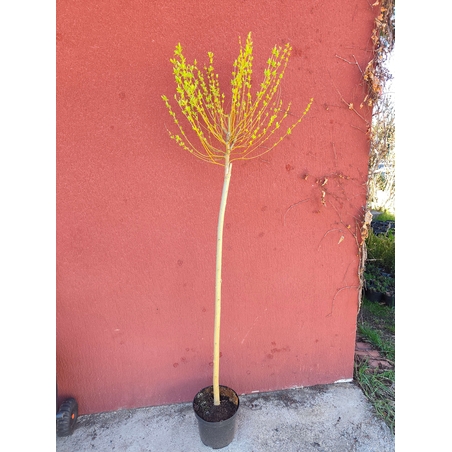 Salix integra Hakuro Nishiki