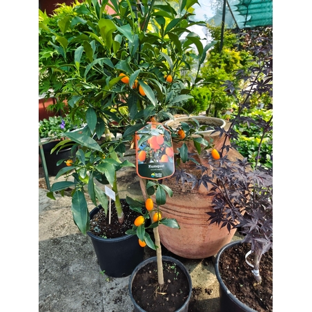 Citrus japonica (Кумкуат)