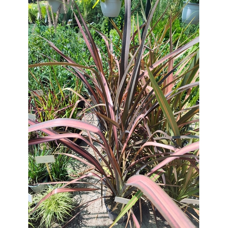 Phormium 'Evening Glow'