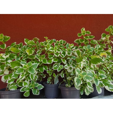 Coleus scutellarioides (Колеус)