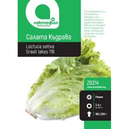 Салата Къдрава