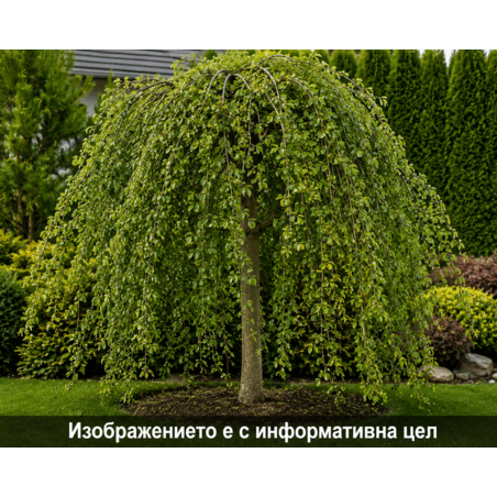 Salix caprea 'Kilmarnock' (Плачеща върба 'Килмарнок')