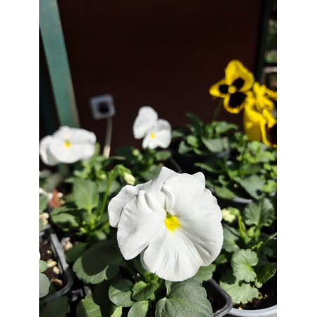 Viola × wittrockiana (Градинска теменужка)
