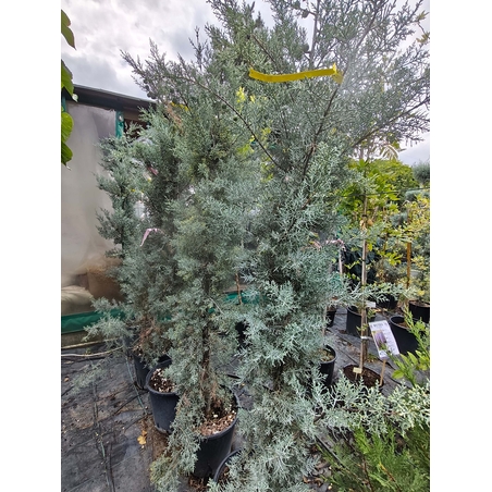 Cupressus arizonica (Аризонски кипарис)