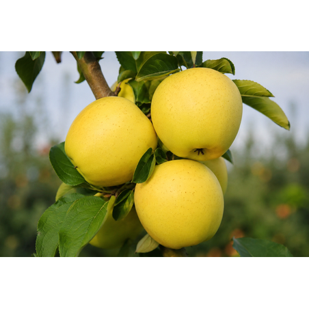 Malus domestica 'Golden Delicious' (Ябълка 'Златна превъзходна')