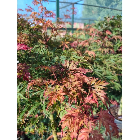 Acer palmatum ‘Heartbeat Red’
