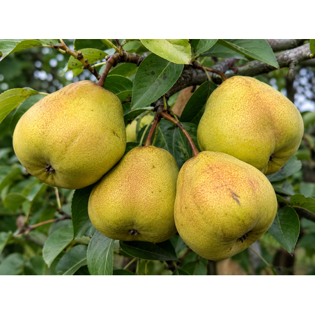 Pyrus communis 'Bergamot' (Круша 'Бергамот')