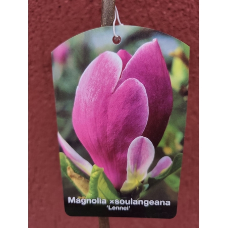 Magnolia soulangeana Lennei