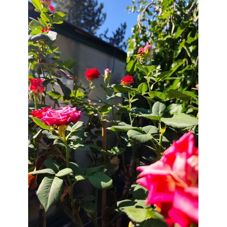 Rosa spp. – щамбова роза (Роза на присадка)