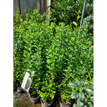 Ligustrum ovalifolium
