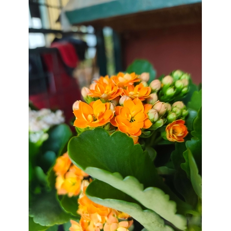 Kalanchoe blossfeldiana (Каланхое)