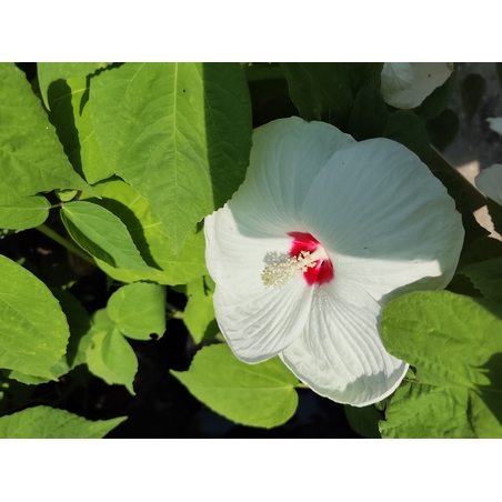 Hibiscus moscheutos 'Luna'