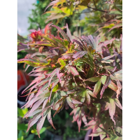 Acer palmatum 'Shaina'