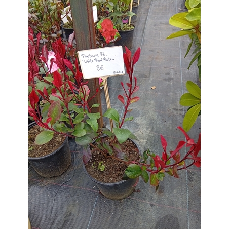Photinia fraseri little Red Robin