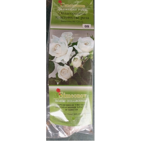 Храстовидна роза на гол корен