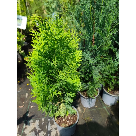 Thuja orientalis 'Aurea Nana'